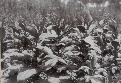 Plantação de fumo do Campo de Experiência Núcleo Colonial Vera Guarani, Paraná, 1910. Fotografia de Amador E. Saporski