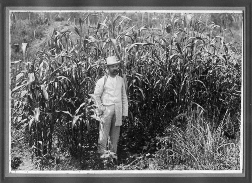 Plantação de sorgo, Núcleo Colonial Vera Guarani, Paraná, 1910. Fotografia de Amador E. Saporski