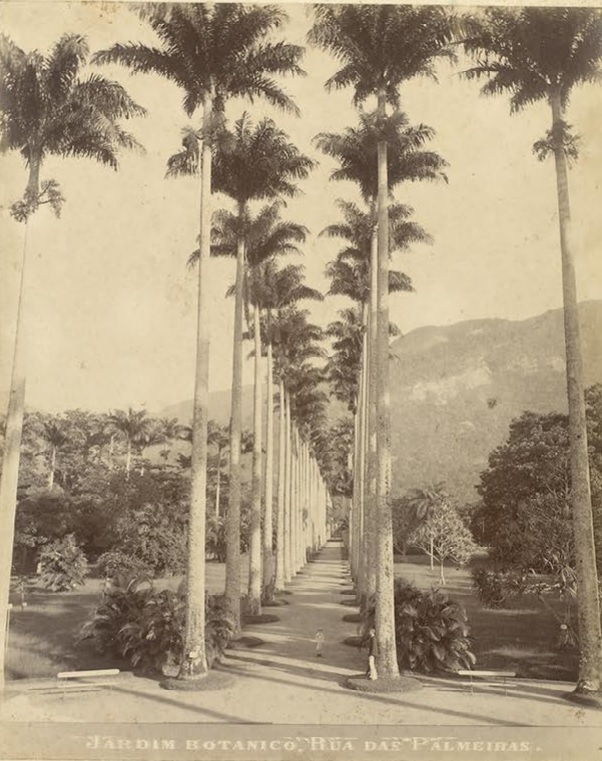 Jardim Botânico do Rio de Janeiro, Rua das Palmeiras, 1905